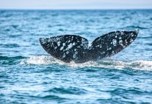 Gazprom Neft Monitoring Whales